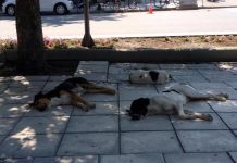 Θανάτωσαν αδέσποτα στο κέντρο των Τρικάλων