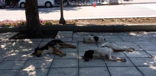 Θανάτωσαν αδέσποτα στο κέντρο των Τρικάλων