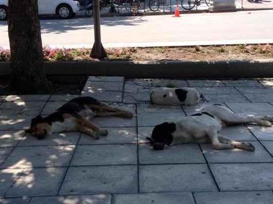 Θανάτωσαν αδέσποτα στο κέντρο των Τρικάλων