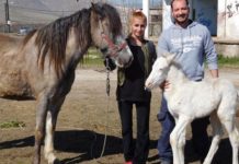 Τύρναβος:μαύρη φοράδα  γέννησε κάτασπρο αλογάκι