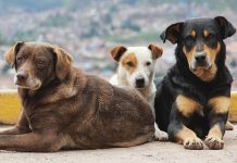 Ολοκληρωμένο πρόγραμμα για τα αδέσποτα ζώα υλοποιεί ο Δήμος Τρικκαίων