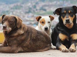 Ολοκληρωμένο πρόγραμμα για τα αδέσποτα ζώα υλοποιεί ο Δήμος Τρικκαίων