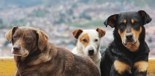 Ολοκληρωμένο πρόγραμμα για τα αδέσποτα ζώα υλοποιεί ο Δήμος Τρικκαίων