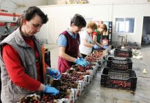 Γιορτή Κερασιού στο Μεταξοχώρι το Σαββατοκύριακο 3 και 4 Ιουνίου