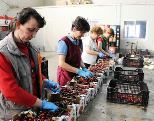 Γιορτή Κερασιού στο Μεταξοχώρι το Σαββατοκύριακο 3 και 4 Ιουνίου