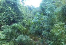 Εντοπίστηκε φυτεία κάνναβης στην ευρύτερη περιοχή της Καρδίτσας