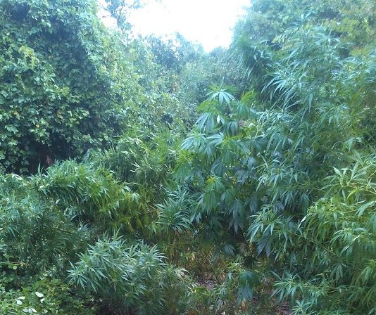 Εντοπίστηκε φυτεία κάνναβης στην ευρύτερη περιοχή της Καρδίτσας