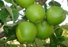 Ξεκινά το ιστορικό πανηγύρι της Αγιάς