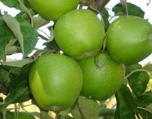 Ξεκινά το ιστορικό πανηγύρι της Αγιάς