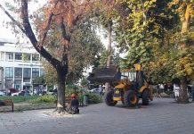 Το Δημοτικό Συμβούλιο Τρικκαίων ενέκρινε την κοπή 11 δέντρων