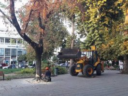 Το Δημοτικό Συμβούλιο Τρικκαίων ενέκρινε την κοπή 11 δέντρων