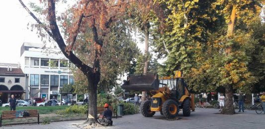 Το Δημοτικό Συμβούλιο Τρικκαίων ενέκρινε την κοπή 11 δέντρων