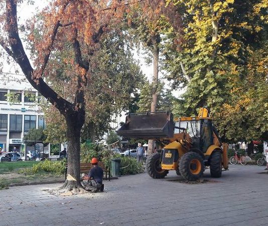 Το Δημοτικό Συμβούλιο Τρικκαίων ενέκρινε την κοπή 11 δέντρων