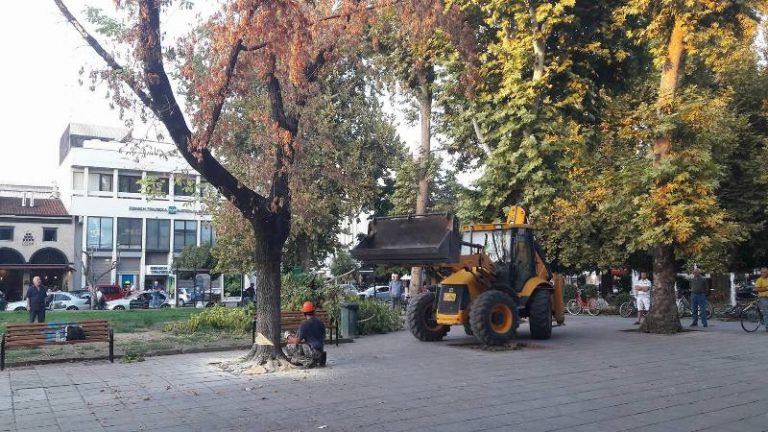 Το Δημοτικό Συμβούλιο Τρικκαίων ενέκρινε την κοπή 11 δέντρων